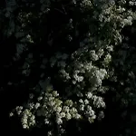 公寓 żar - Dworek W żarnowcu *