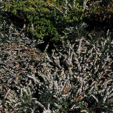 Zar - Dworek W Zarnowcu *