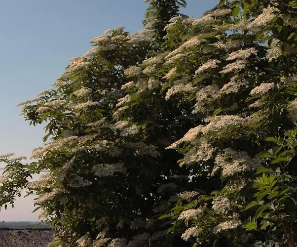 Zar - Dworek W Zarnowcu Lägenhet Zarnowiec