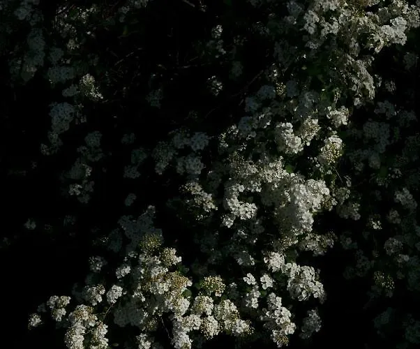 Lägenhet Zar - Dworek W Zarnowcu *